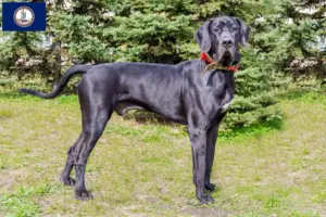 Read more about the article Great Dane breeders and puppies in Virginia
