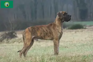 Read more about the article Great Dane breeders and puppies in Washington