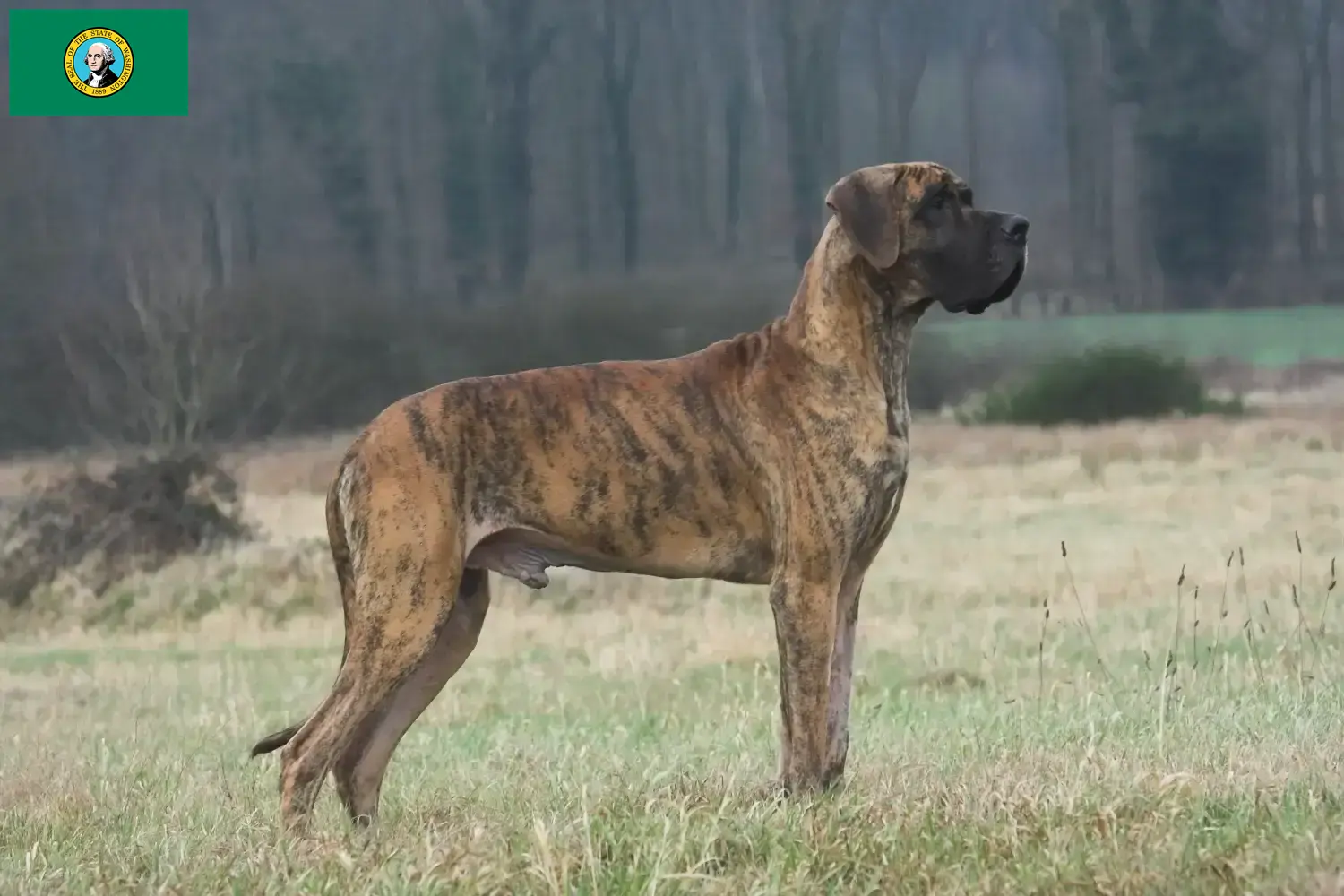 Great Dane puppies and breeder Washington Find Great Dane breeders in Washington here.