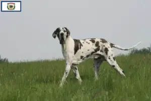 Read more about the article Great Dane breeders and puppies in West Virginia