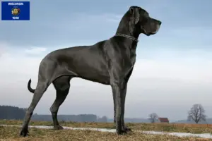 Read more about the article Great Dane breeders and puppies in Wisconsin