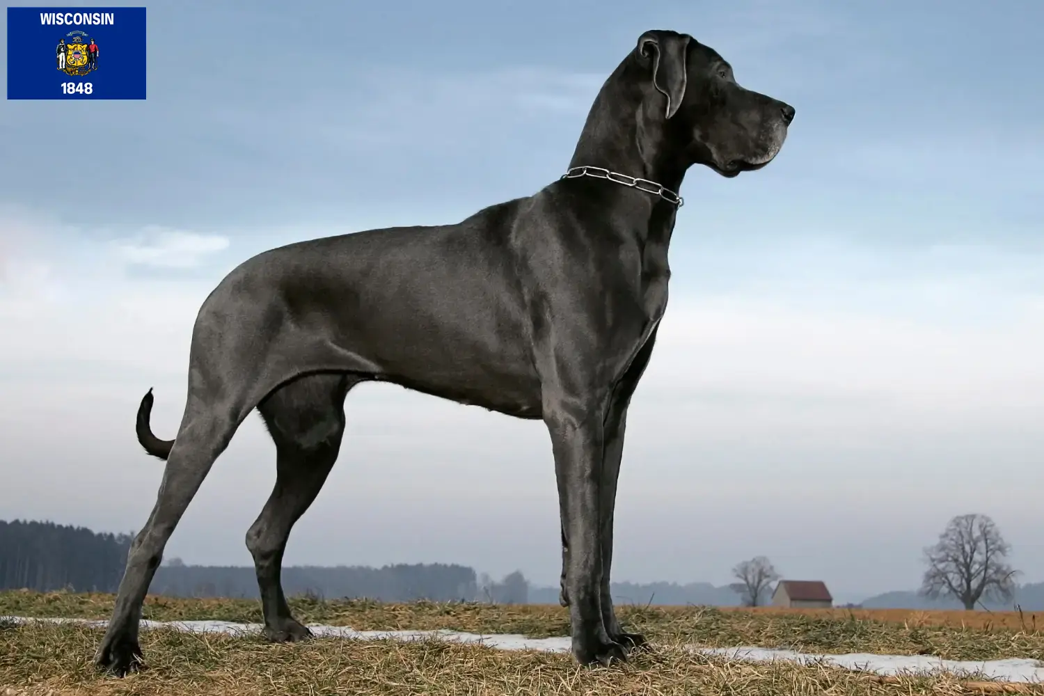Great Dane puppies and breeder Wisconsin Find Great Dane breeders in Wisconsin.