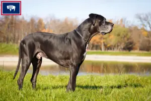 Read more about the article Great Dane breeders and puppies in Wyoming