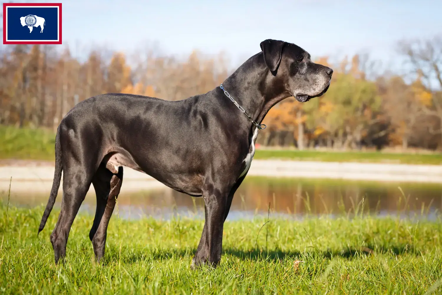 Great Dane puppies and breeders Wyoming Find Great Dane breeders in Wyoming.