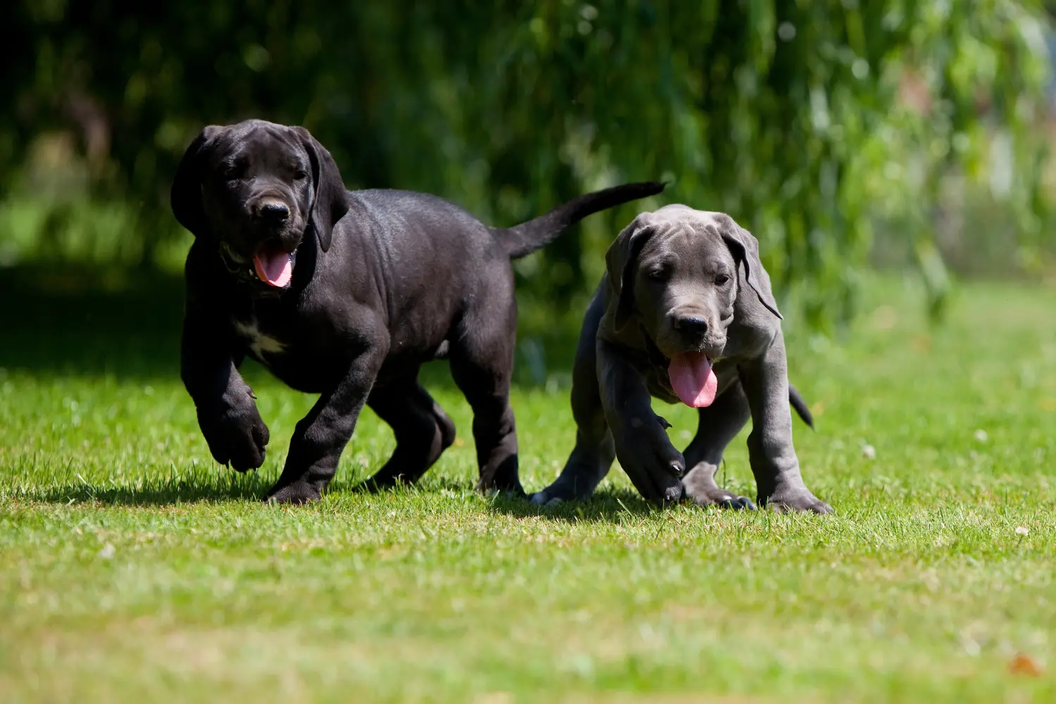 Buying a Great Dane puppy means taking responsibility! Buy Great Dane puppies.