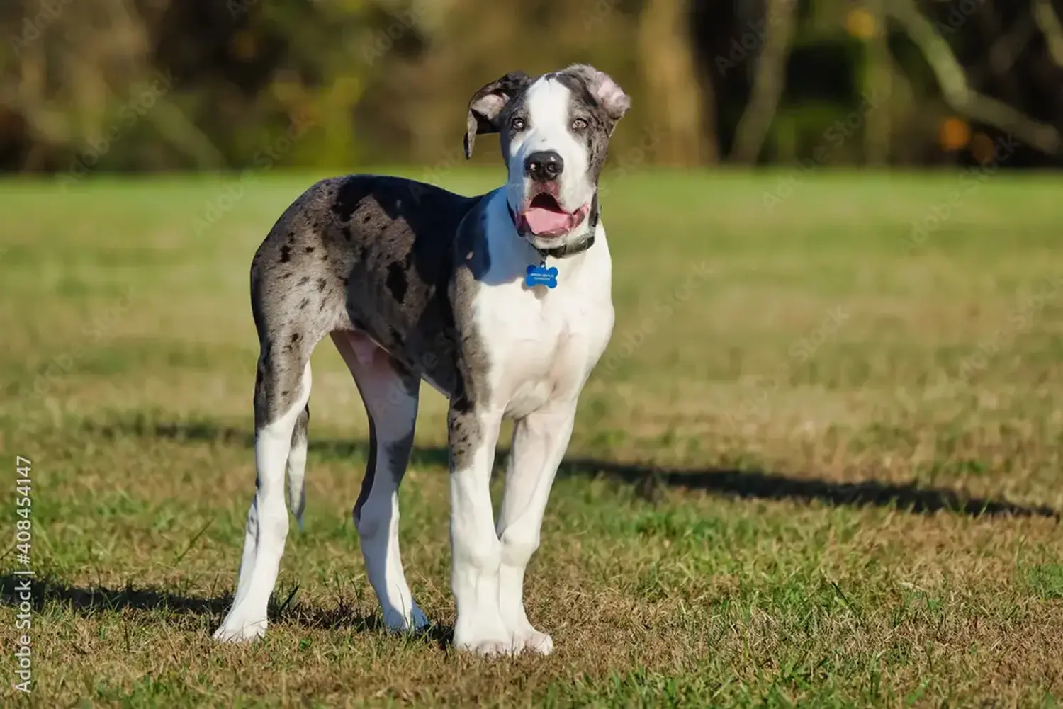 Buying a Great Dane puppy means taking responsibility! Buy Great Dane puppies.