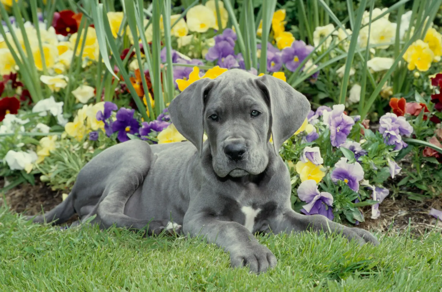 Buying a Great Dane puppy means taking responsibility! Buy Great Dane puppies.