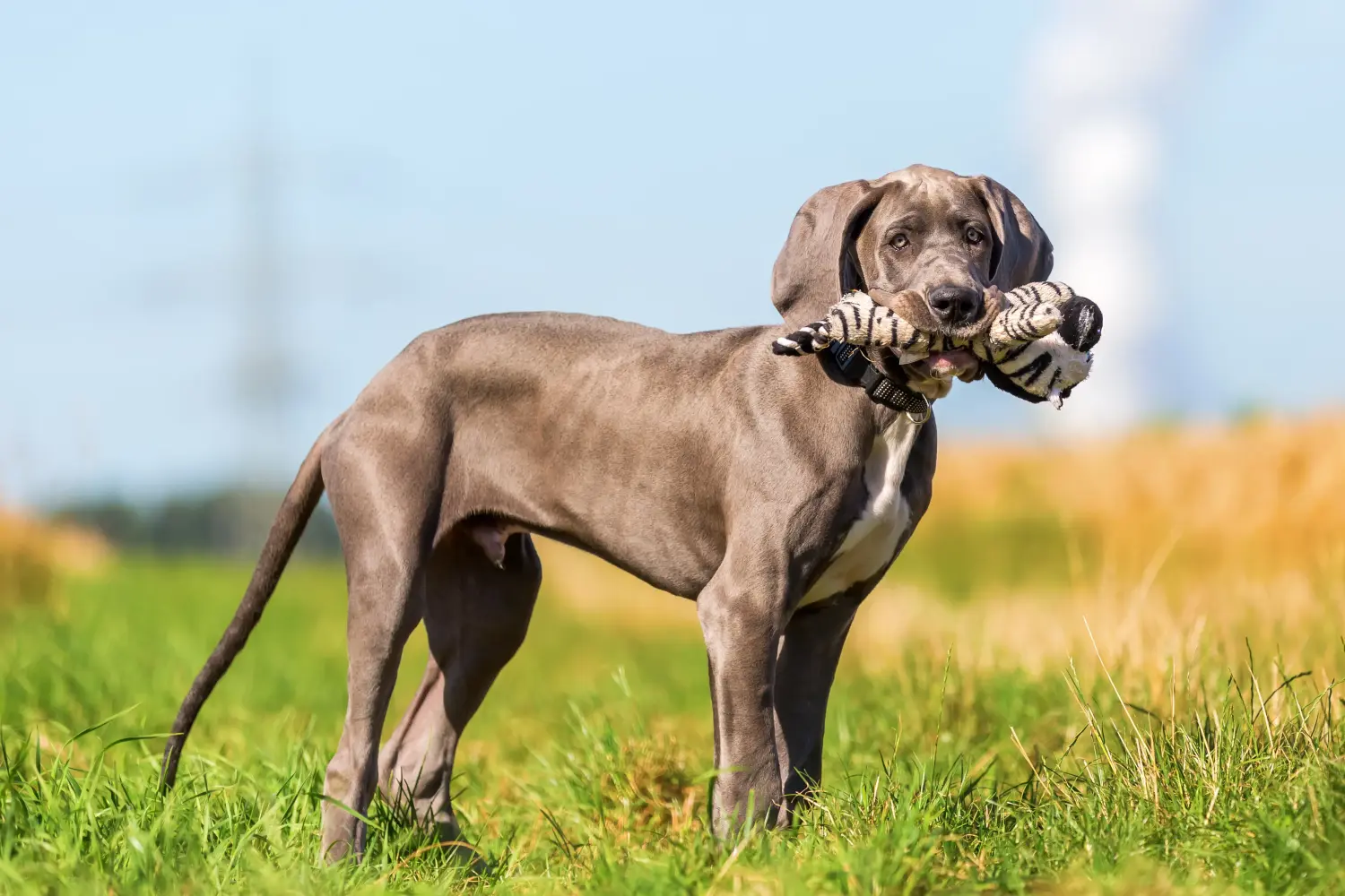 Buying a Great Dane puppy means taking responsibility! Buy Great Dane puppies.