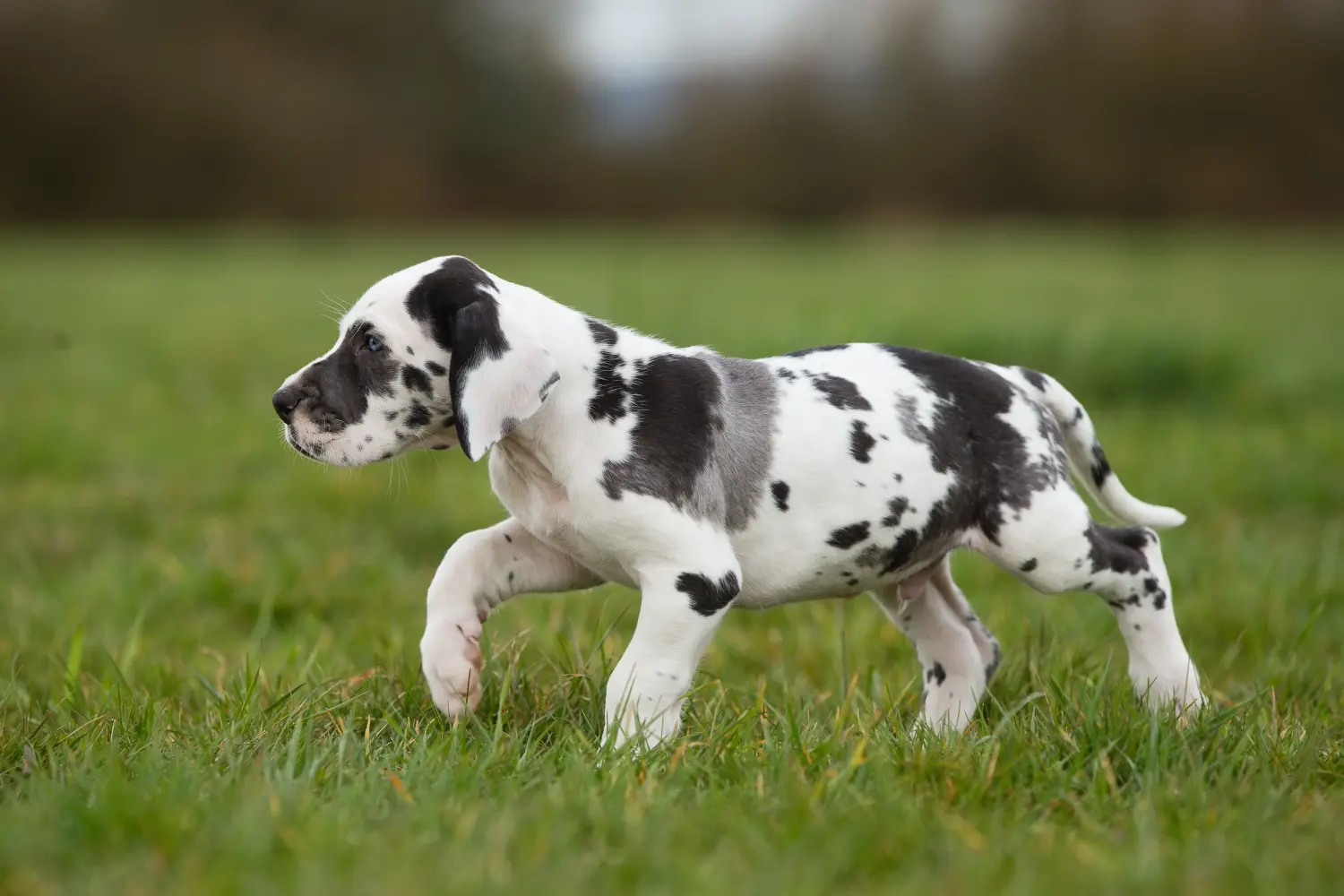Buying a Great Dane puppy means taking responsibility! Buy Great Dane puppies.