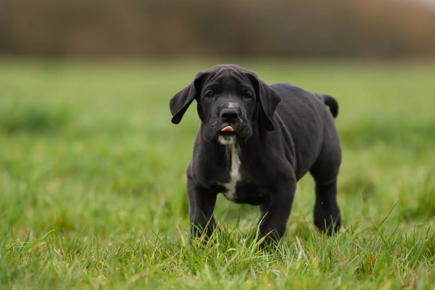 Buying a Great Dane puppy means taking responsibility! Buy Great Dane puppies.