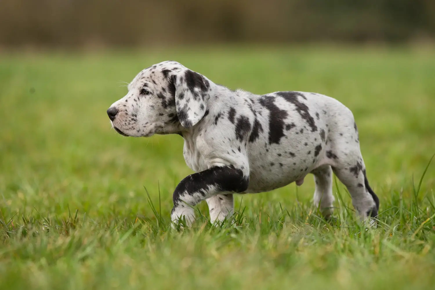 Buying a Great Dane puppy means taking responsibility! Buy Great Dane puppies.