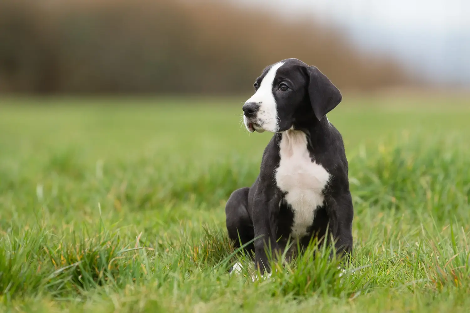 Buying a Great Dane puppy means taking responsibility! Buy Great Dane puppies.