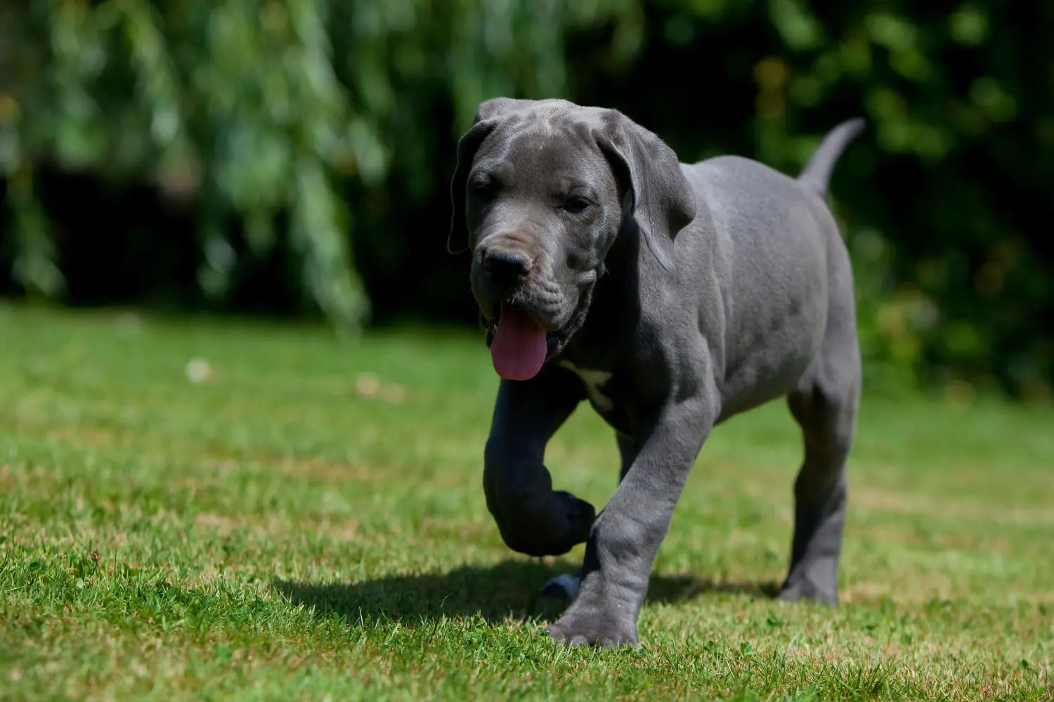 Buying a Great Dane puppy means taking responsibility! Buy Great Dane puppies.