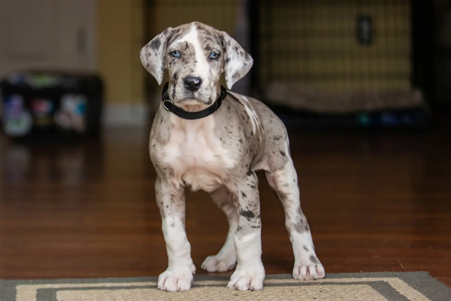 Buying a Great Dane puppy means taking responsibility! Buy Great Dane puppies.