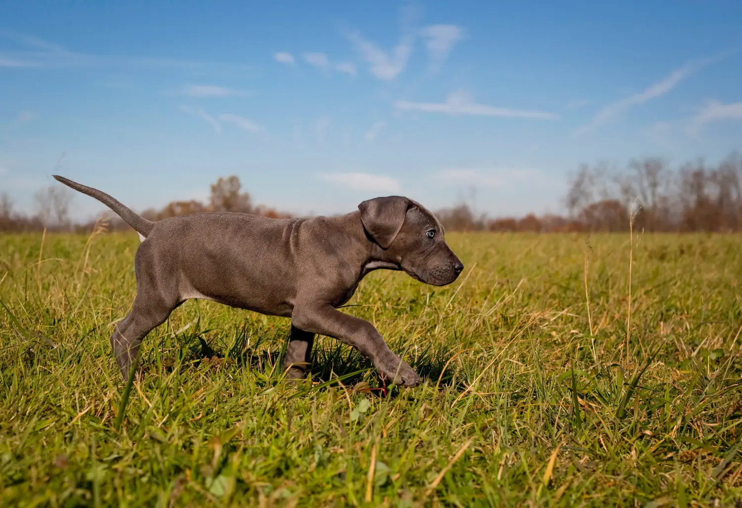 Buying a Great Dane puppy means taking responsibility! Buy Great Dane puppies.