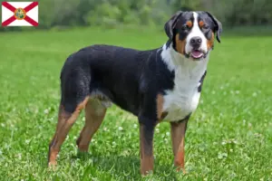 Read more about the article Great Swiss Mountain Dog Breeder and Puppies in Florida