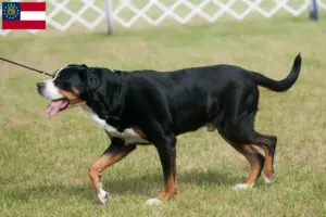 Read more about the article Large Swiss Mountain Dog Breeder and Puppies in Georgia
