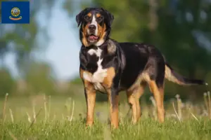 Read more about the article Great Swiss Mountain Dog Breeder and Puppies in Idaho