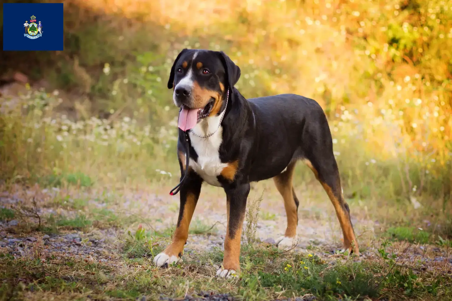 Greater Swiss Mountain Dog puppies and breeders Maine Find Great Swiss Mountain Dog breeders in Maine here.