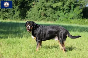 Read more about the article Great Swiss Mountain Dog Breeder and Puppies in Virginia
