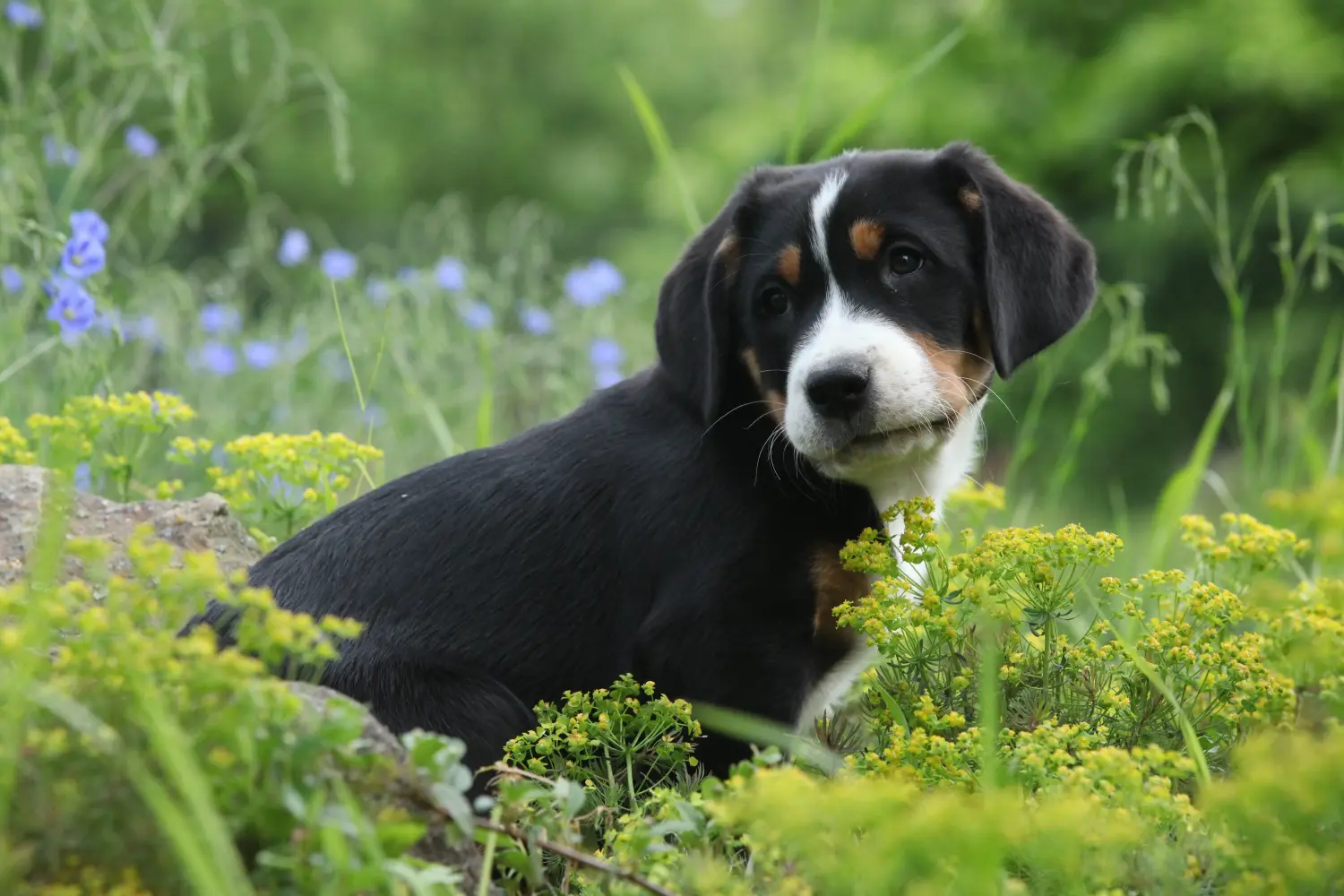 Buying a Greater Swiss Mountain Dog puppy means taking responsibility! Buy Greater Swiss Mountain Dog puppies.