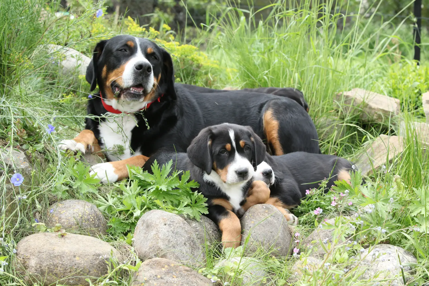 Buying a Greater Swiss Mountain Dog puppy means taking responsibility! Buy Greater Swiss Mountain Dog puppies.