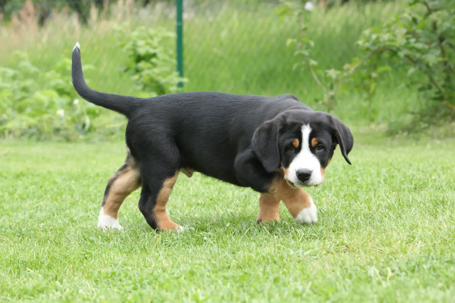 Buying a Greater Swiss Mountain Dog puppy means taking responsibility! Buy Greater Swiss Mountain Dog puppies.