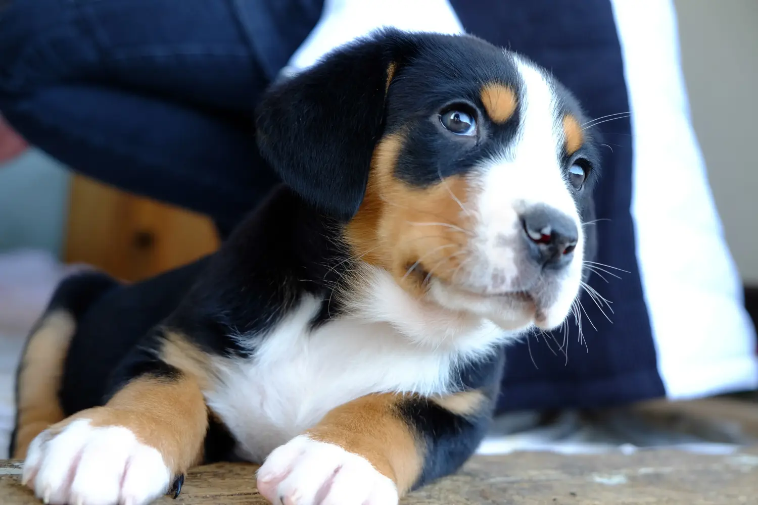 Buying a Greater Swiss Mountain Dog puppy means taking responsibility! Buy Greater Swiss Mountain Dog puppies.