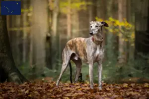 Read more about the article Greyhound breeders and puppies in Alaska