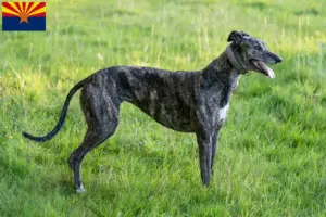 Read more about the article Greyhound breeders and puppies in Arizona