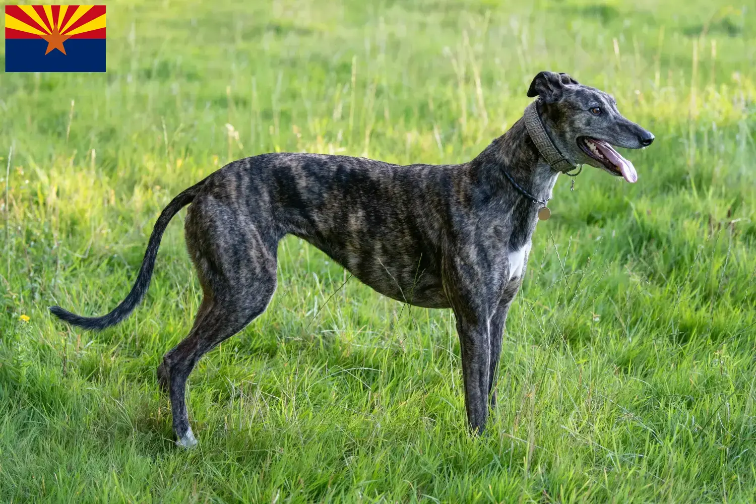 Greyhound puppies and breeders Arizona Find Greyhounds breeders in Arizona.