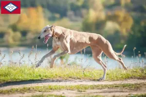Read more about the article Greyhound breeders and puppies in Arkansas