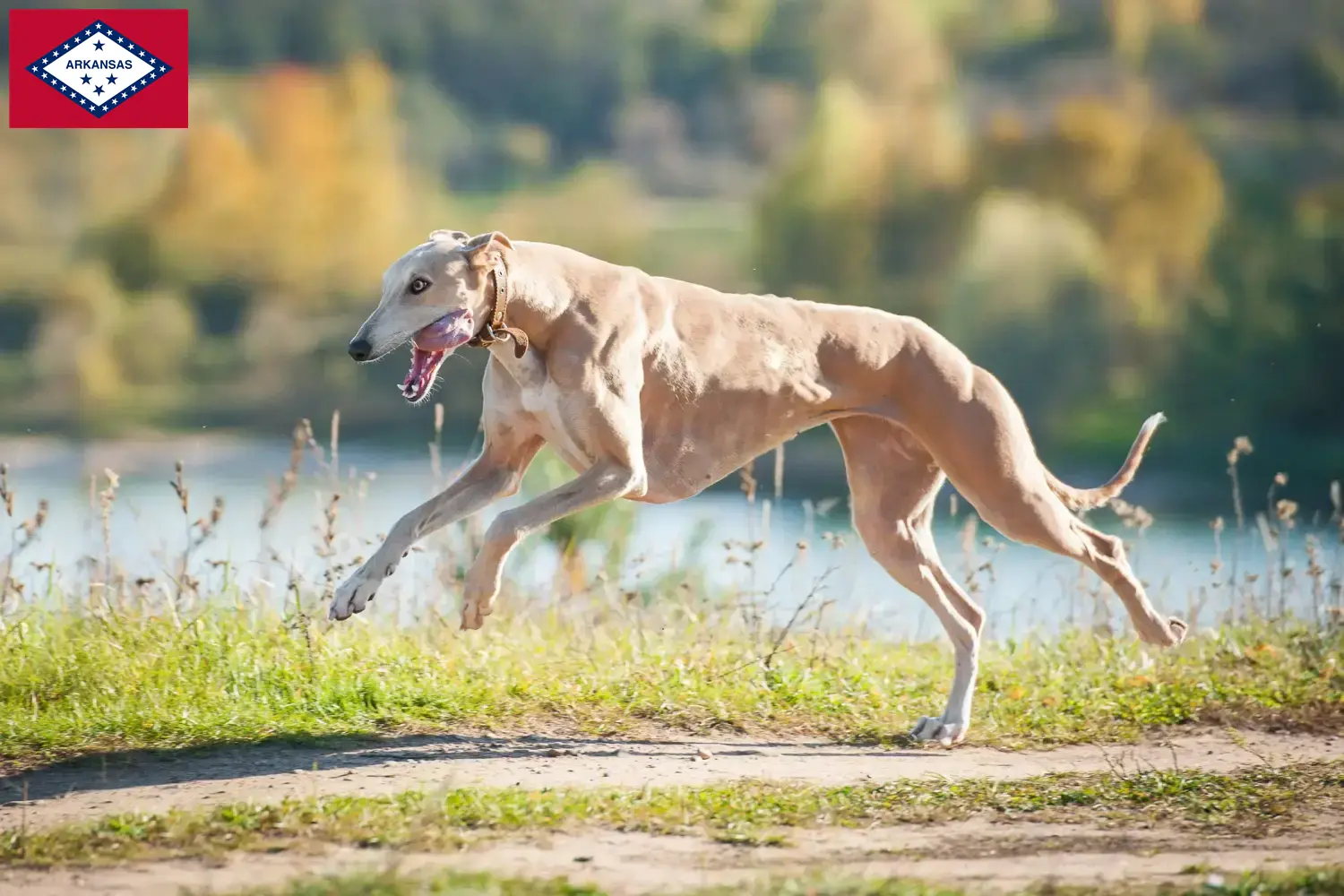 Greyhound puppies and breeders Arkansas Find Greyhounds breeders in Arkansas here.