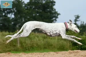 Read more about the article Greyhound breeders and puppies in Delaware