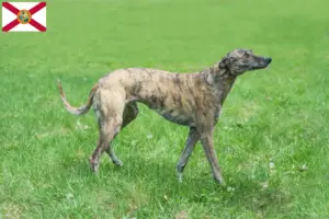 Read more about the article Greyhound breeders and puppies in Florida