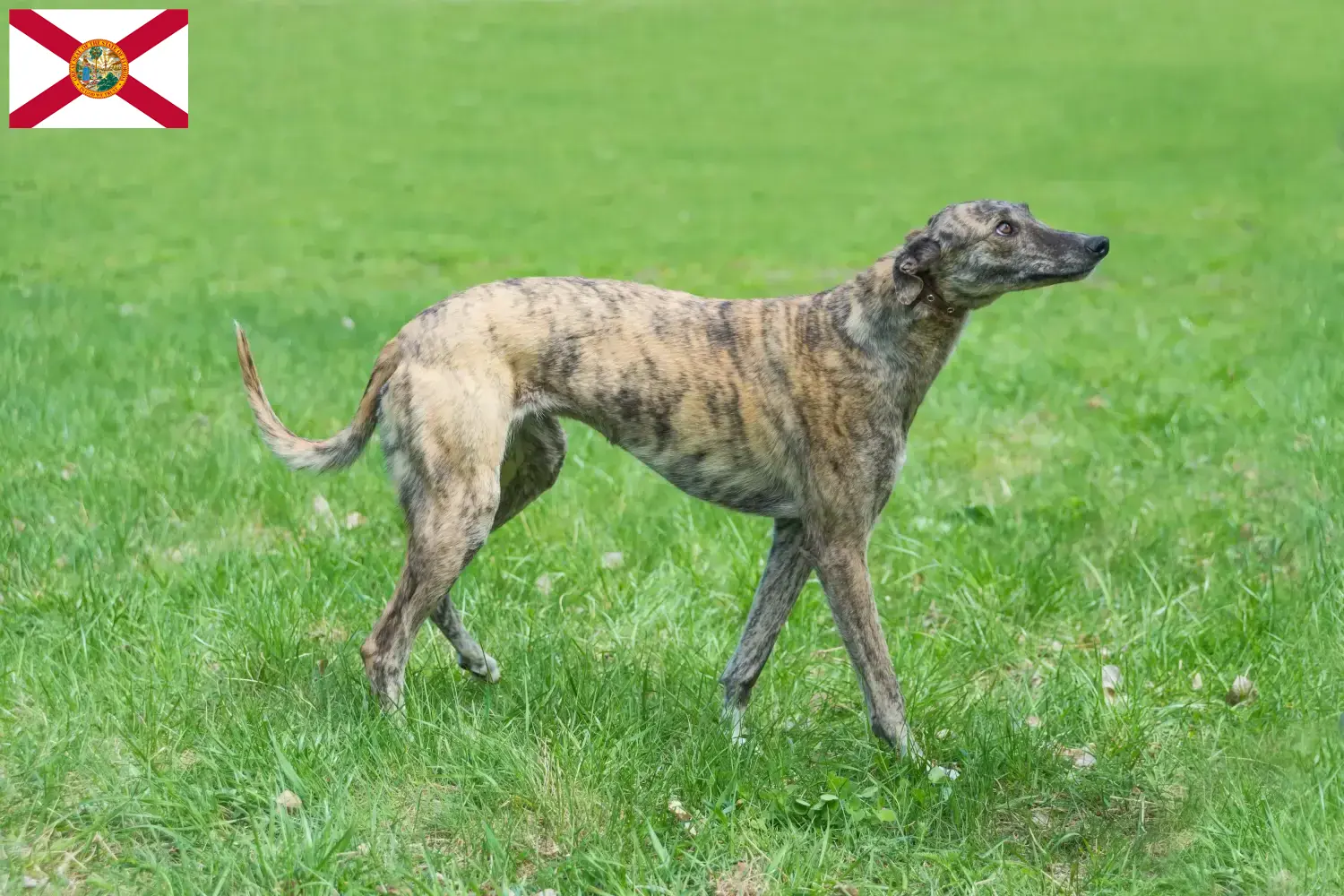 Greyhound puppies and breeders Florida Find Greyhounds breeders in Florida here.