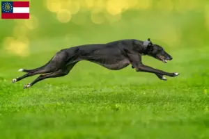 Read more about the article Greyhound breeders and puppies in Georgia