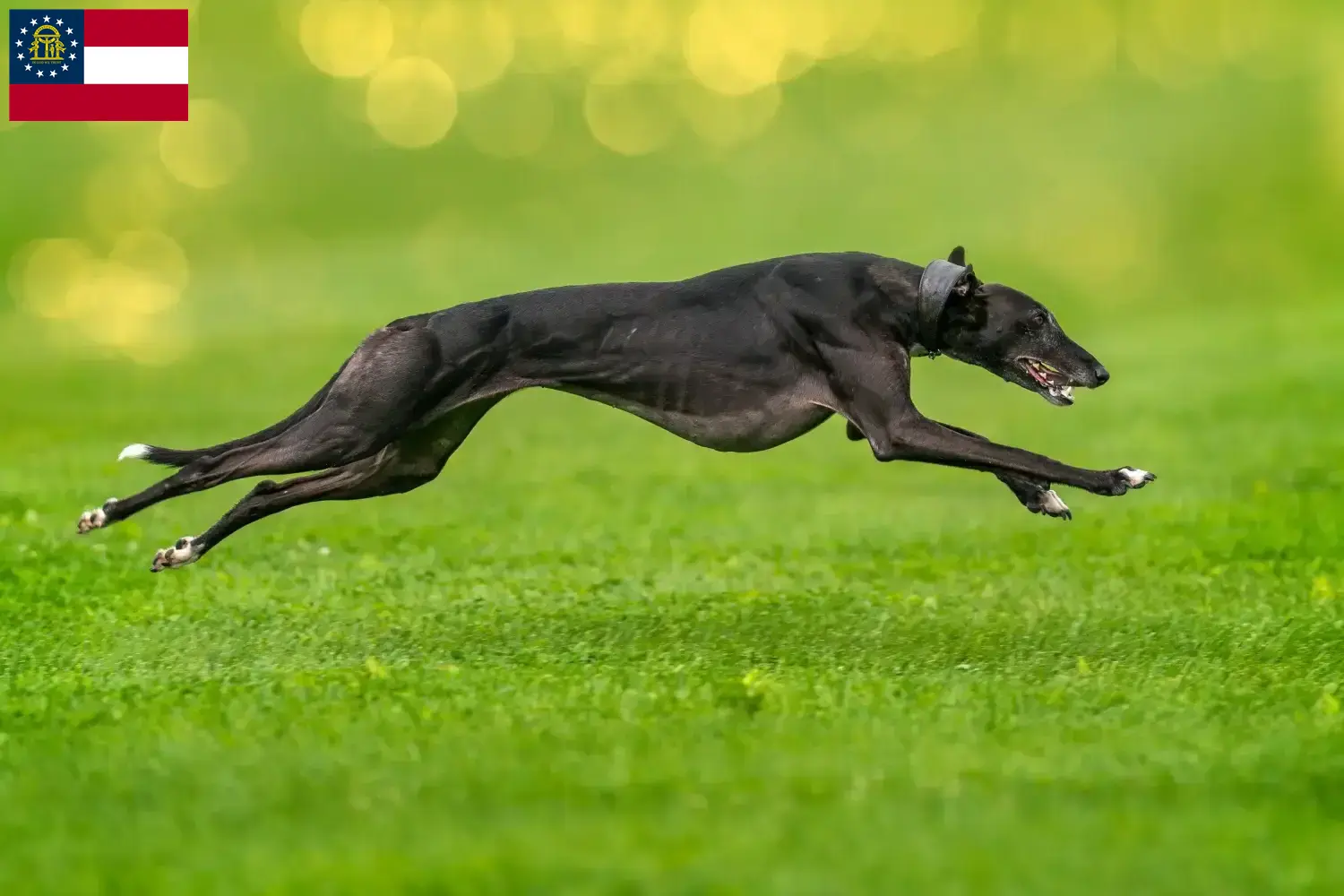 Greyhound puppies and breeders Georgia Find Greyhounds breeders in Georgia here.