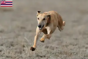 Read more about the article Greyhound breeders and puppies in Hawaii