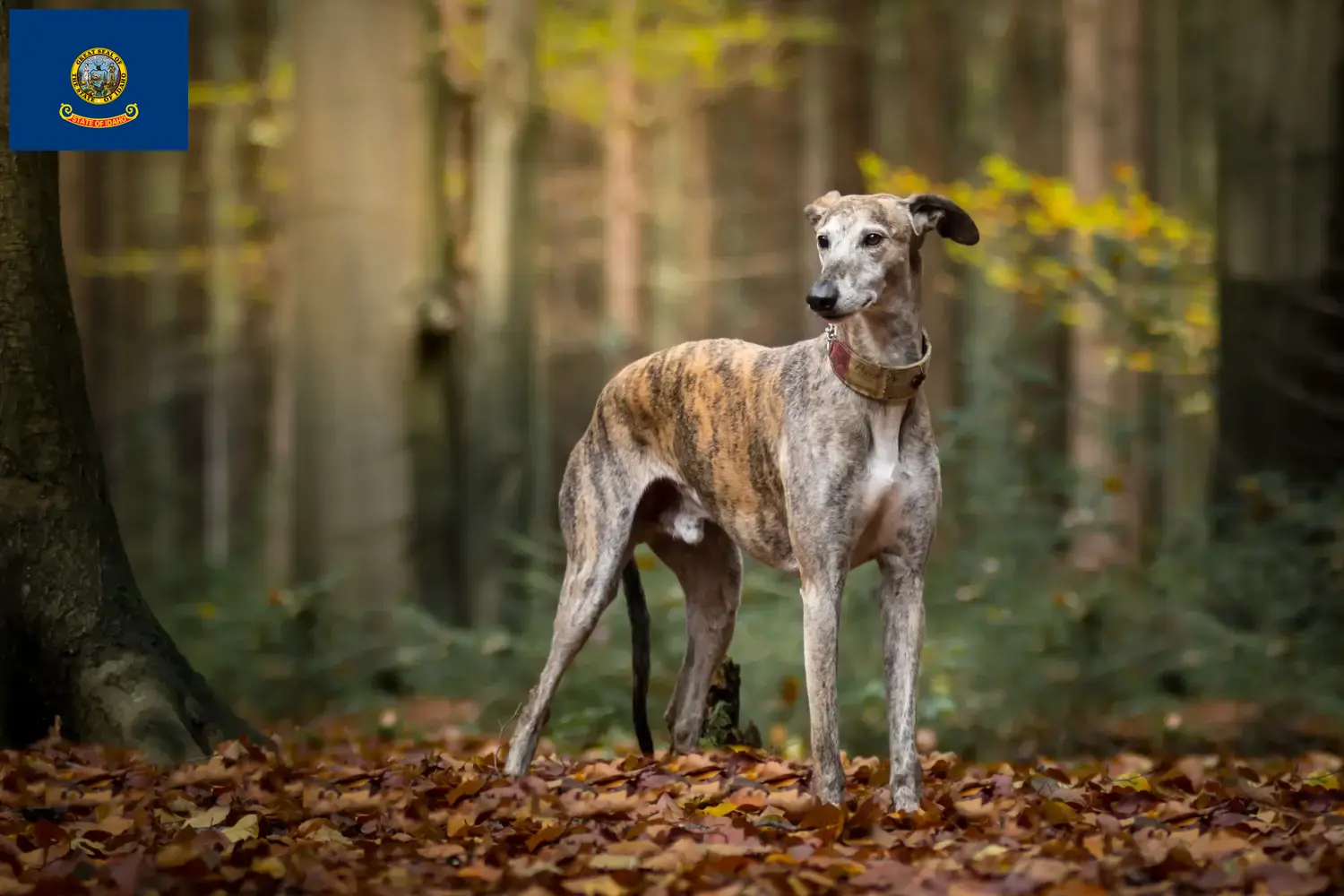Greyhound puppies and breeders Idaho Find Greyhounds breeders in Idaho.
