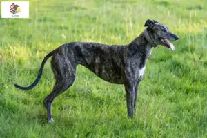 Read more about the article Greyhound breeders and puppies in Illinois