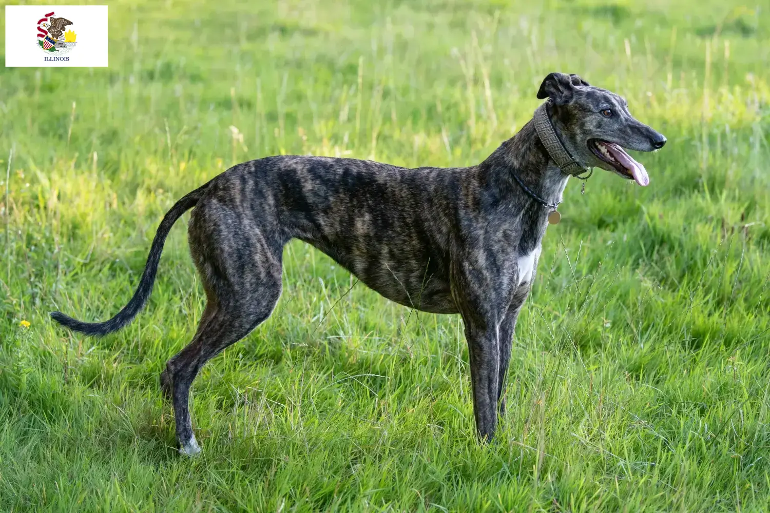 Greyhound puppies and breeders Illinois Find Greyhounds breeders in Illinois.