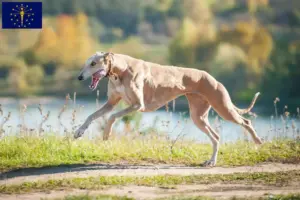 Read more about the article Greyhound breeders and puppies in Indiana