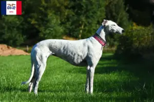 Read more about the article Greyhound breeders and puppies in Iowa