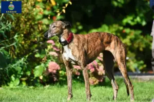 Read more about the article Greyhound breeders and puppies in Kansas
