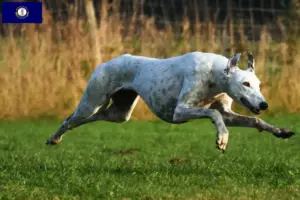 Read more about the article Greyhound breeders and puppies in Kentucky