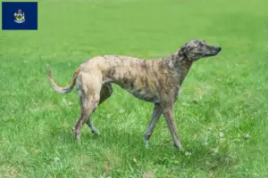 Read more about the article Greyhound breeders and puppies in Maine