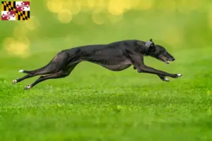Read more about the article Greyhound breeders and puppies in Maryland