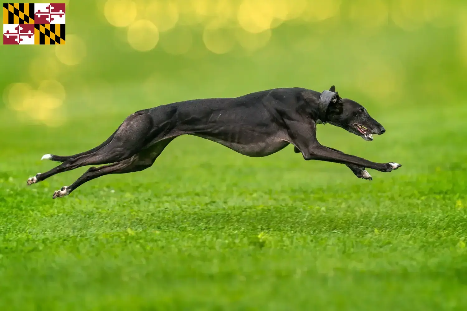 Greyhound puppies and breeders Maryland Find Greyhounds breeders in Maryland here.