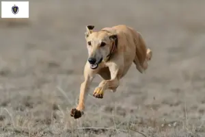 Read more about the article Greyhound breeders and puppies in Massachusetts